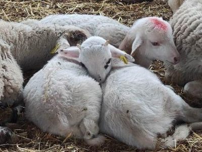 oveja lojeña Organic Lojeña Sheep