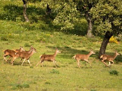 sierra de aracena