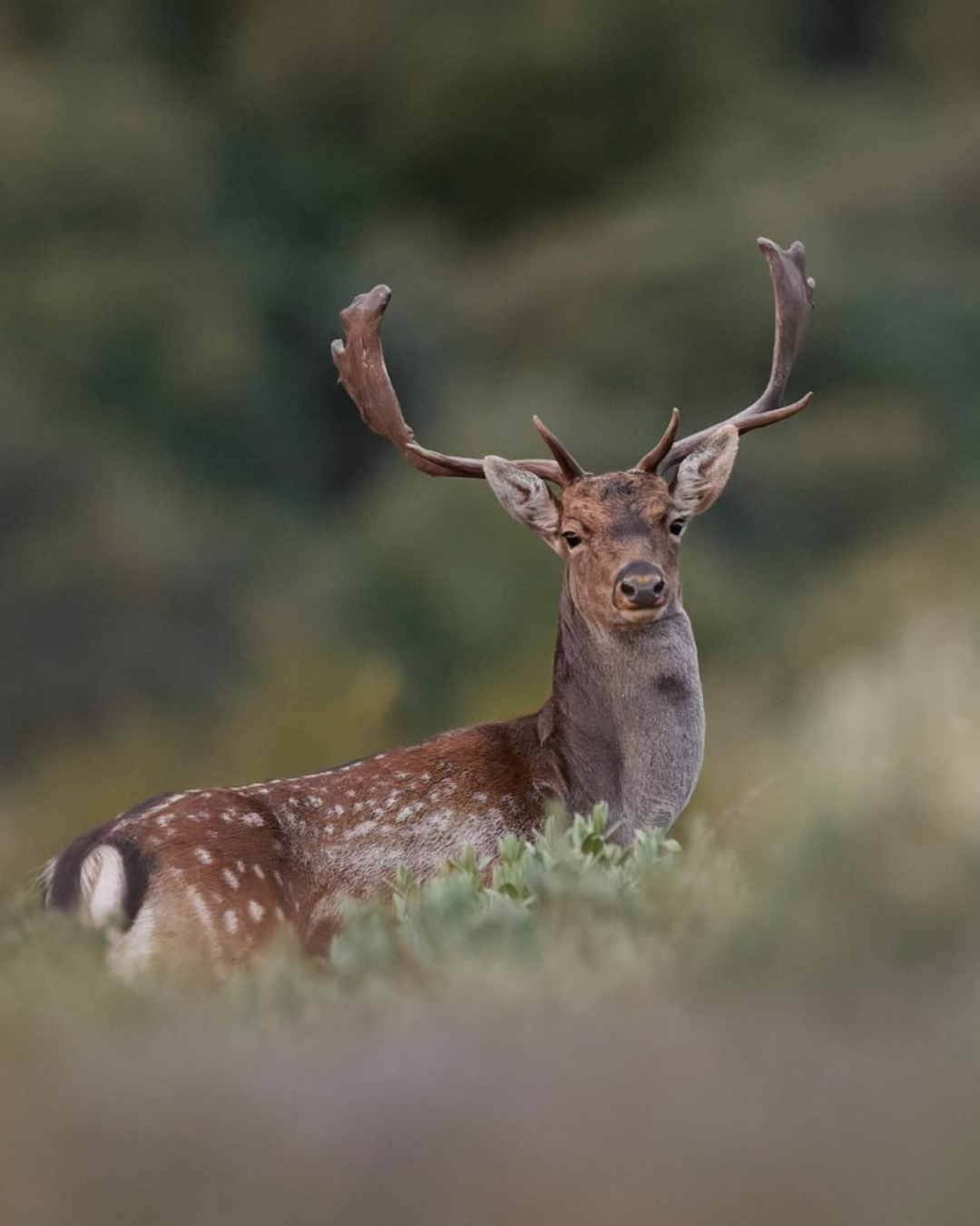 Ronca del Gamo