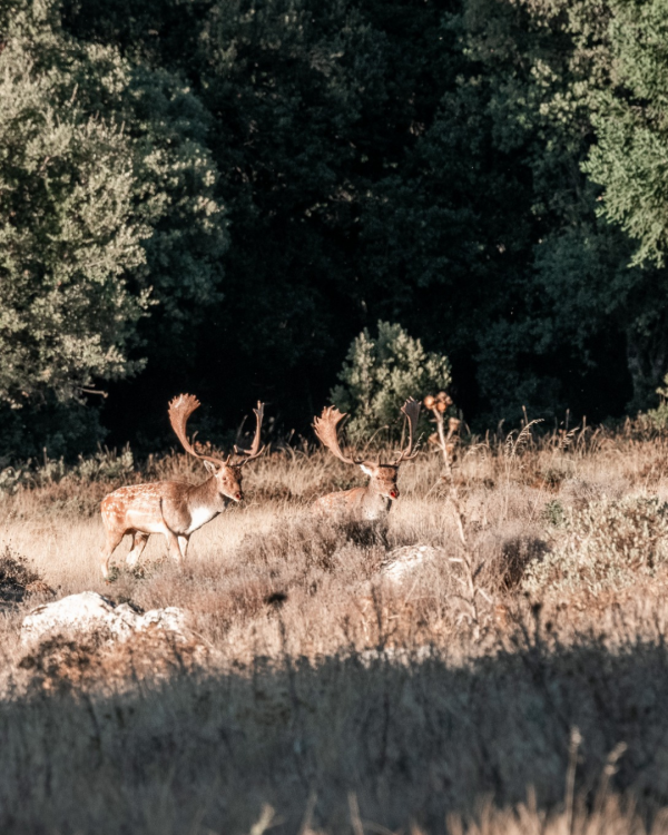 Ronca Del Gamo - Imagen 2