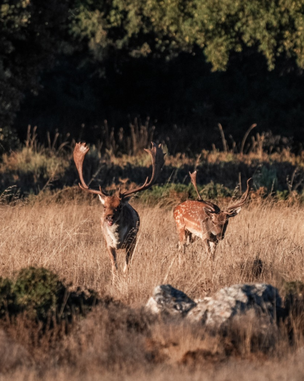 Ronca Del Gamo - Imagen 3